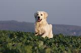 GOLDEN RETRIEVER 873